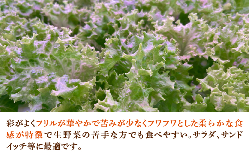 【定期便】4週連続お届け！採れたてフレッシュな無農薬リーフレタス（合計800g）