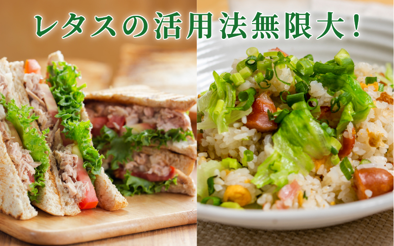 【定期便】4週連続お届け！採れたてフレッシュな無農薬リーフレタス（合計800g）