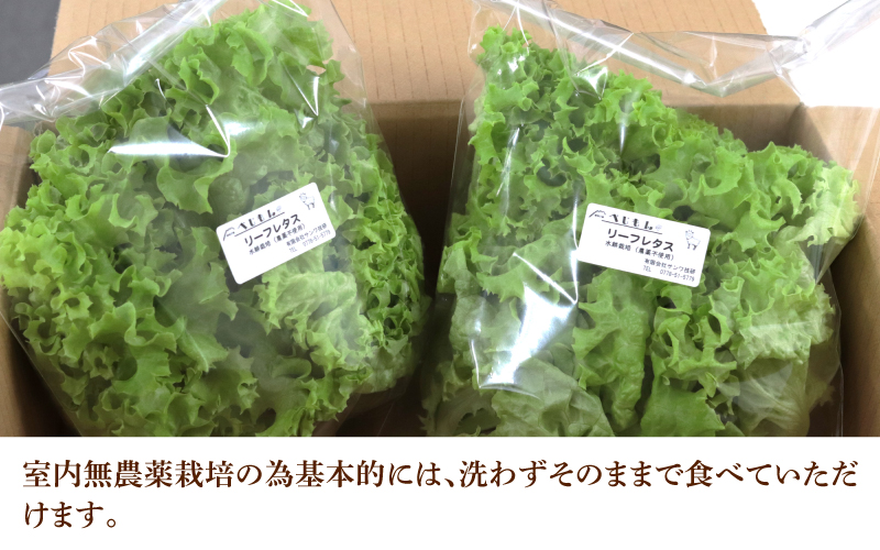【定期便】4週連続お届け！採れたてフレッシュな無農薬リーフレタス（合計800g）