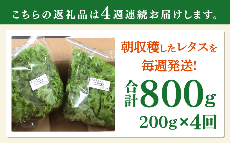 【定期便】4週連続お届け！採れたてフレッシュな無農薬リーフレタス（合計800g）
