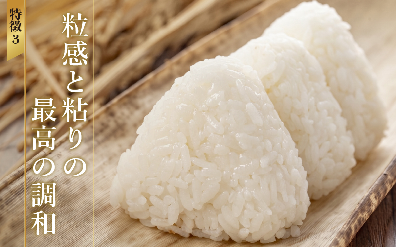 【寄付額見直し】令和7年産 いちほまれ
