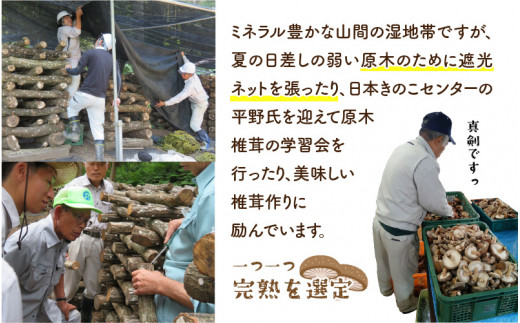 鯖江市産 原木乾燥椎茸「越のてまり」& 越のルビーのトマトカレーセット