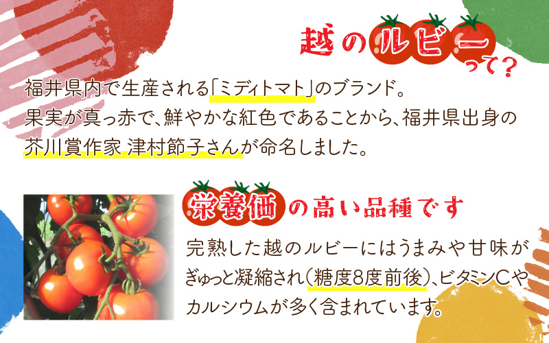 絶品！野菜のコクとうまみ 越のルビー トマト カレー 210g（袋入り）×5袋