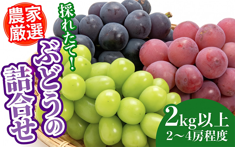 【数量限定先行予約】【9月以降順次発送】農家厳選！採れたてぶどうの詰合せ（品種おまかせ）2kg以上（2～4房程度）