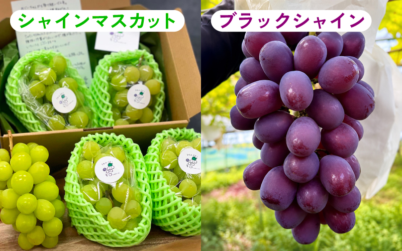 【数量限定先行予約】【9月以降順次発送】農家厳選！採れたてぶどうの詰合せ（品種おまかせ）2kg以上（2～4房程度）