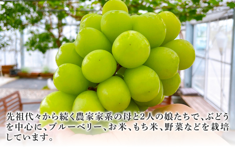 【数量限定先行予約】【9月以降順次発送】農家厳選！採れたてぶどうの詰合せ（品種おまかせ）2kg以上（2～4房程度）