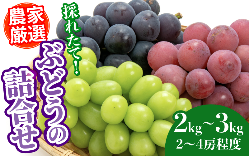 【2025年10月以降順次発送予定】農家厳選!採れたてぶどうの詰合せ(品種おまかせ)