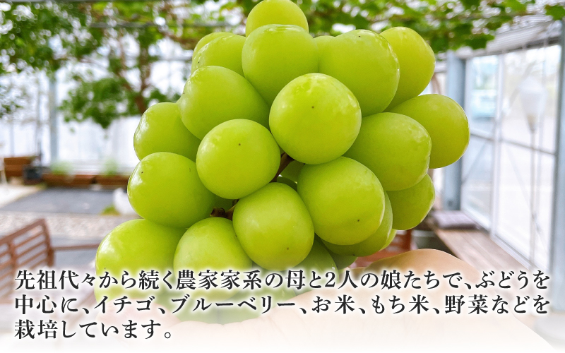 【2025年10月以降順次発送予定】農家厳選！採れたてぶどうの詰合せ（品種おまかせ）