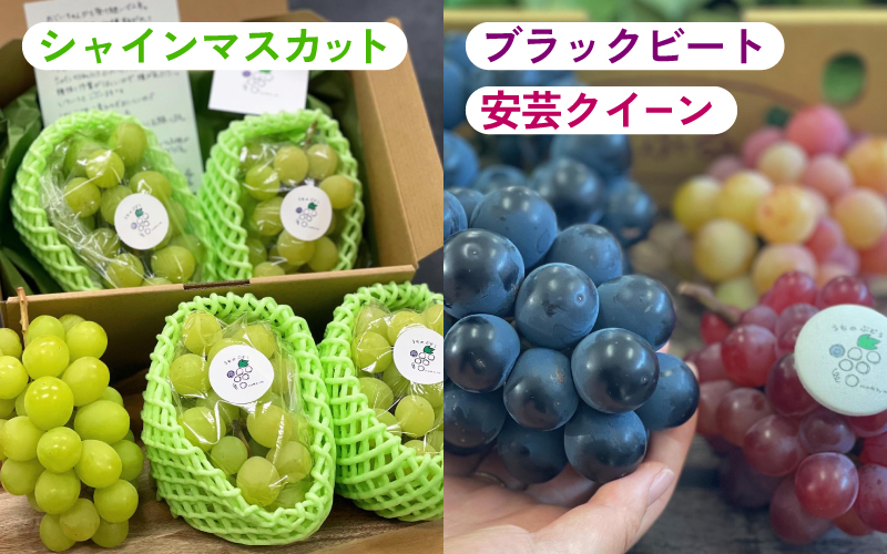 【2025年10月以降順次発送予定】農家厳選！採れたてぶどうの詰合せ（品種おまかせ）