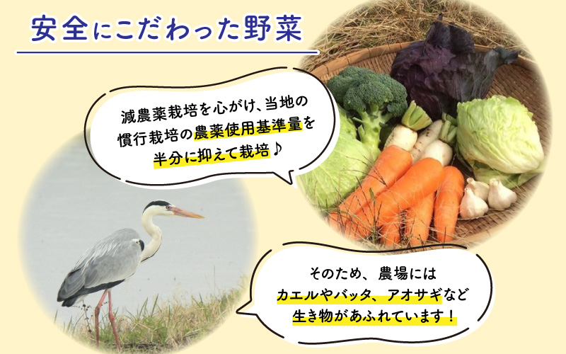 おろしそばに最適! 福井県産 辛味大根 2kg