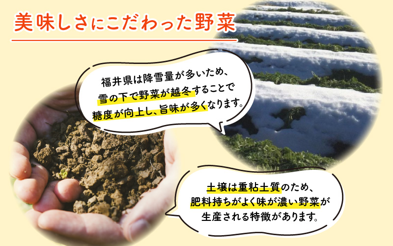 おろしそばに最適! 福井県産 辛味大根 4kg