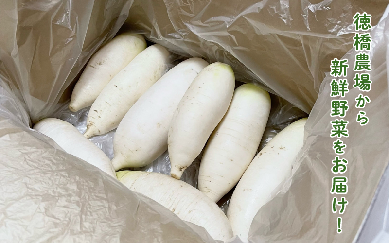 おろしそばに最適! 福井県産 辛味大根 4kg