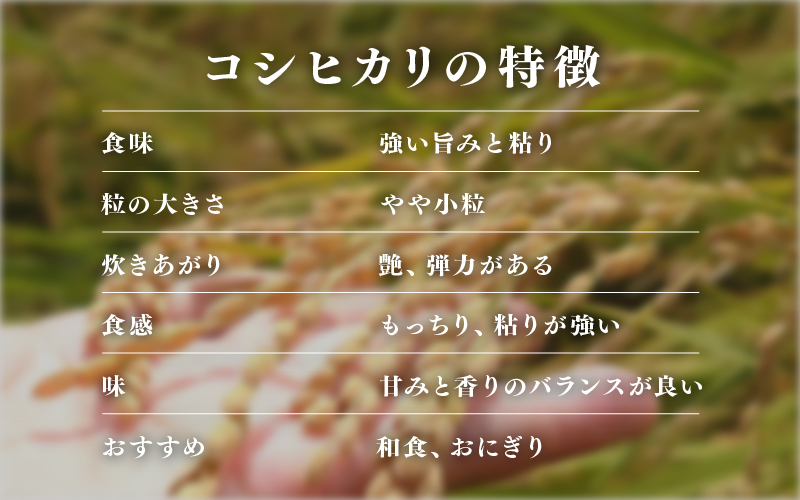 【先行予約】【2026年11月以降順次発送予定】令和8年産 新米 コシヒカリ 5kg / 10kg（5kg×2袋）