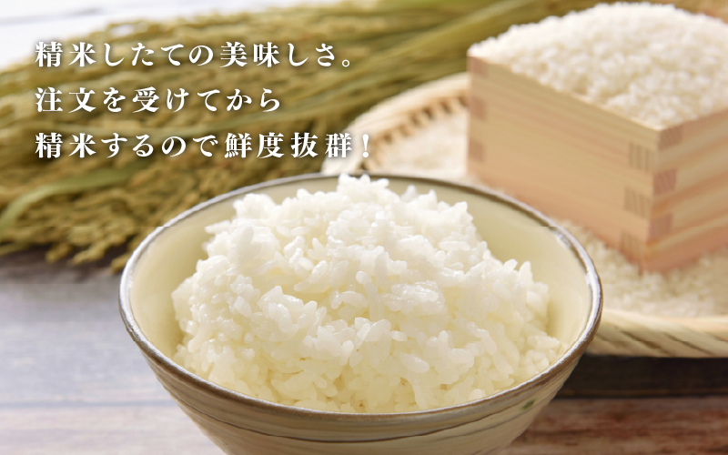 【先行予約】【2026年11月以降順次発送予定】令和8年産 新米 コシヒカリ 5kg / 10kg（5kg×2袋）
