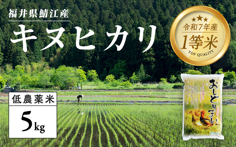 【令和7年産新米!】【2025年10月上旬以降 順次発送予定】福井県産 おしどり米 キヌヒカリ 5kg