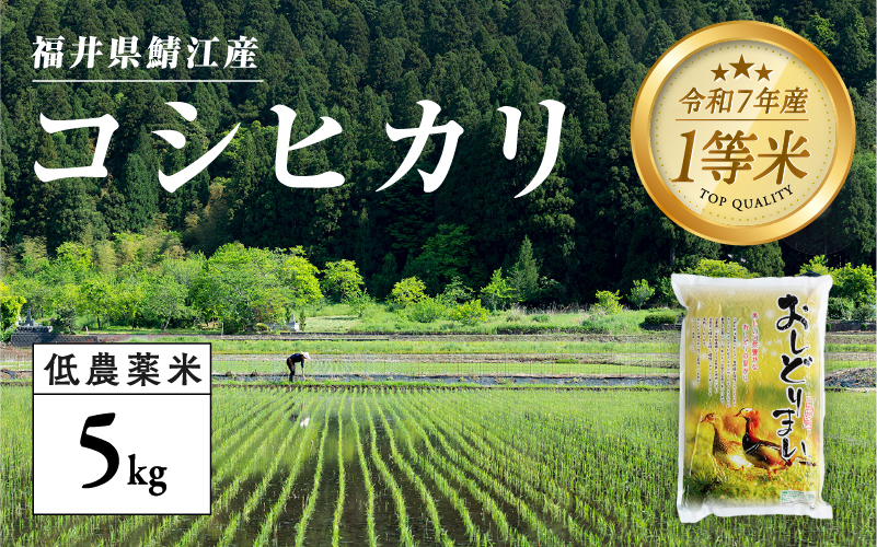 【令和7年産 新米!】【2025年9月下旬以降 順次発送予定】福井県産 おしどり米 コシヒカリ 5kg