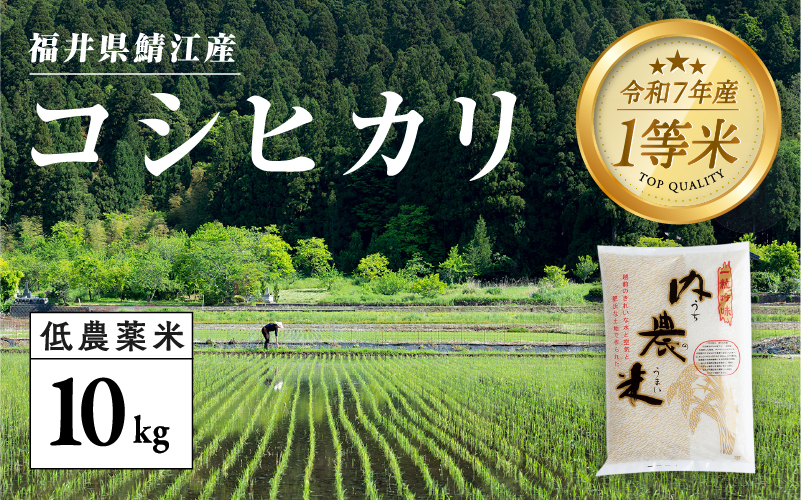 【令和7年産 新米!】【2025年9月下旬以降 順次発送予定】福井県産 内農米 コシヒカリ 10kg