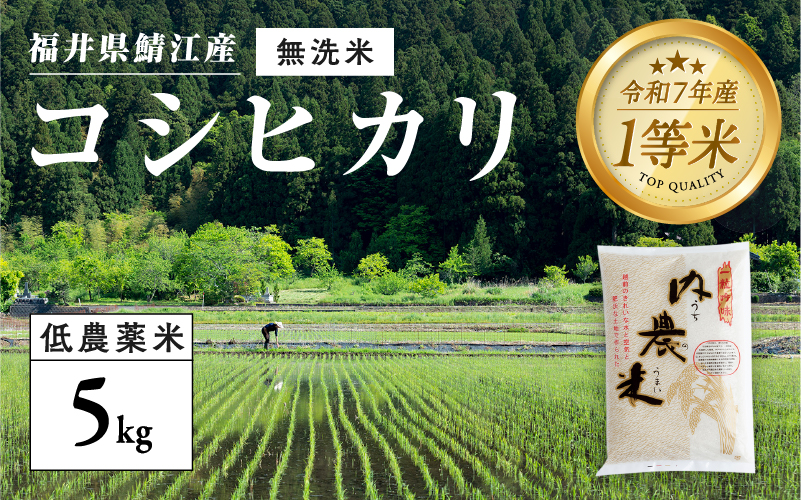 【令和7年産 新米!】【2025年9月下旬以降 順次発送予定】福井県産 内農米 コシヒカリ 無洗米 5kg