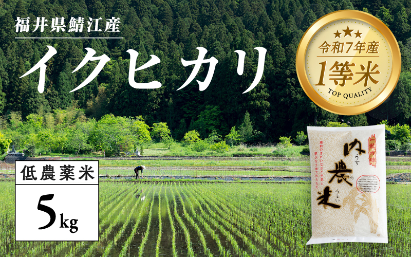 【令和7年産新米!】【2025年9月下旬以降 順次発送予定】福井県産 内農米 イクヒカリ 5kg