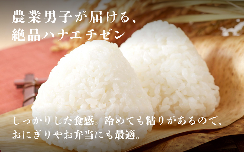 【20袋限定販売！！】＜2025年10月以降 順次発送予定＞令和7年産 ハナエチゼン　通常便（1回配送）計10kg（5kg×2袋）