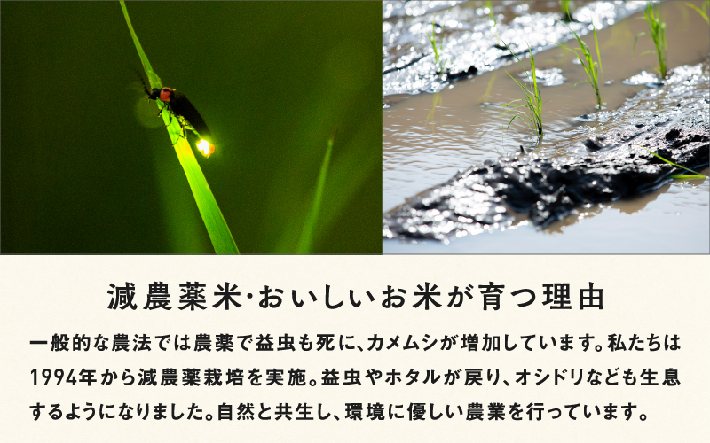 【令和８年産新米！】【先行予約】【2026年9月下旬以降順次発送予定】福井県産 内農米 イクヒカリ 5kg / 10kg