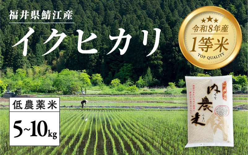 【令和８年産新米！】【先行予約】【2026年9月下旬以降順次発送予定】福井県産 内農米 イクヒカリ 5kg / 10kg