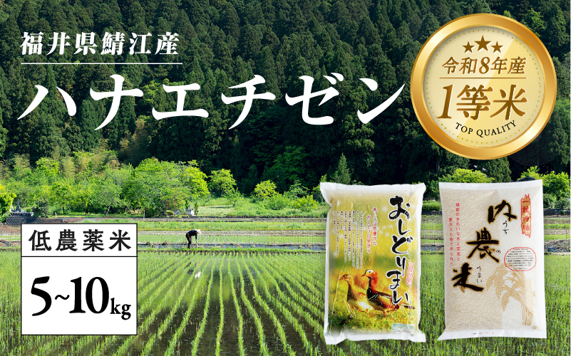 【令和８年産新米！】【先行予約】【2026年9月中旬以降順次発送予定】福井県産 おしどり米 ハナエチゼン 5kg / 内農米ハナエチゼン 5kg/ 10kg