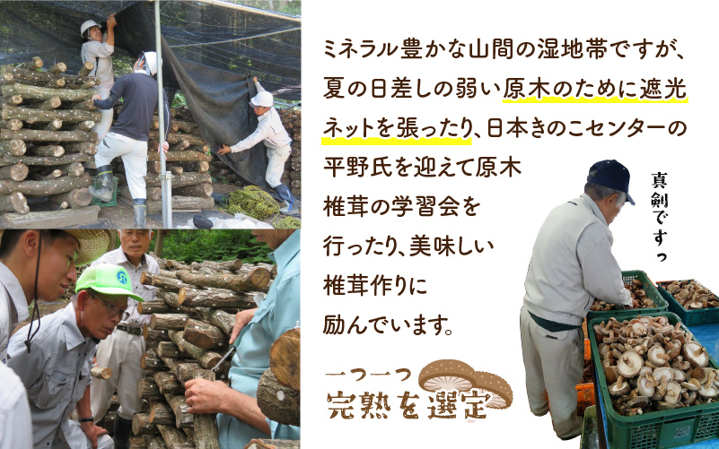 農家釜めしの素 越のてまり原木椎茸と野菜 186ｇ(1袋）×5袋