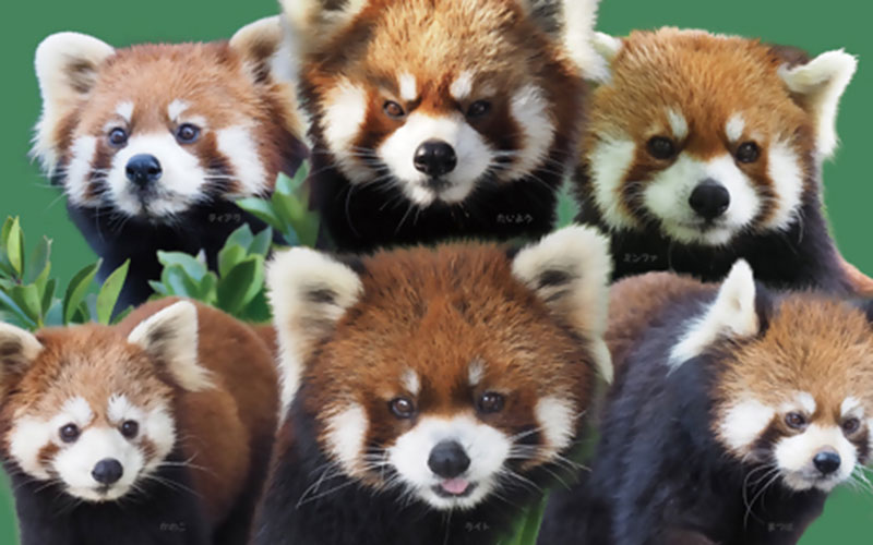 西山動物園レッサーパンダカレンダー2026